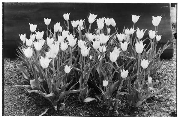 Tulipa "Picotee" (Cottage).
Clump in flower.