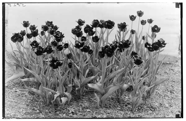 Tulip, "La Tulipe Noire" (Darwin).  
Clump in flower.