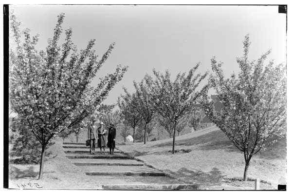 Cherry Walk.
Cherry Trees, flowering.  West of Japanese Gdn. Hill.