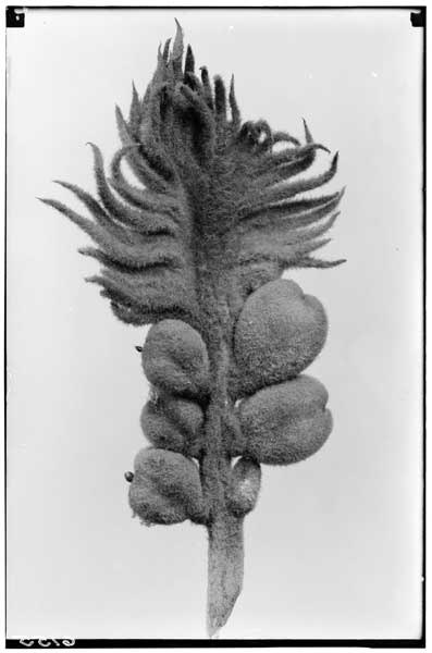 Cycas revoluta.  Megasporophyl.