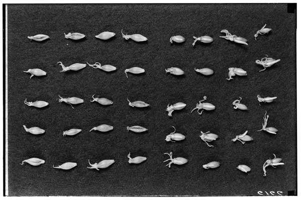 Hordeum dirtichon var. Svanhals (346a) Seedlings-48 hrs. old.