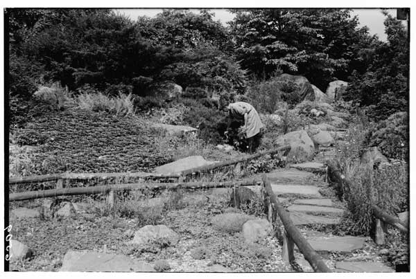 Rock Garden.  Alys Sutcliffe, caretaker, at work, 1928.