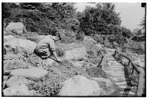 Rock Garden, Alys Sutcliffe, caretaker, (seated) at work, 1928.