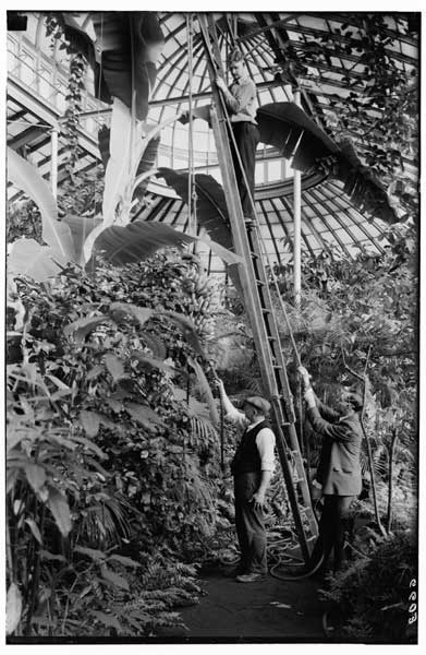 Banana bunch being "harvested".
Charles McGinley on the ladder;  Mr. Free and Oscar on the ground.