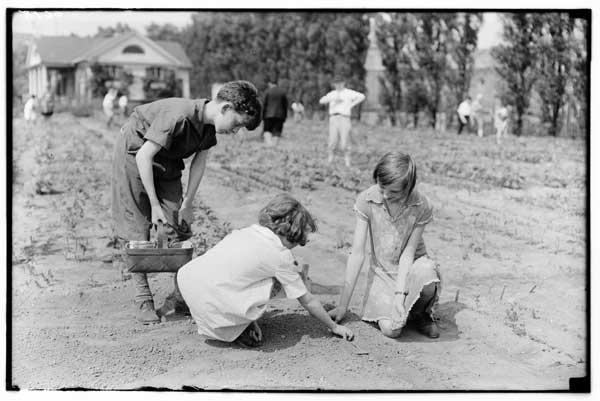 Children's Garden.
Beginners planting seed, 1928.