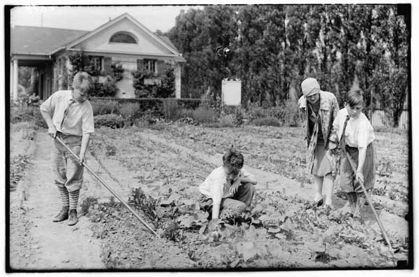 Children's Garden.
3 boys cultivating, Mrs. Bartlet in charge, 1928.
