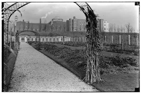 Rose Garden showing winter protection-bushes (H.T.s) hilled up w/earth, with manure in the trenches.  Tops covered with hay and fir branches.  Climbing roses in foreground covered with Sorghum stalks.