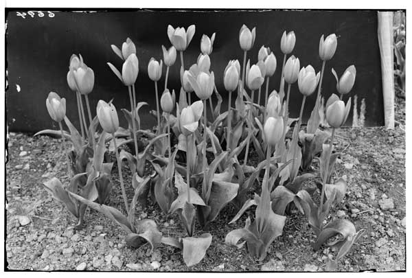 Tulip (Cottage) Boadicea.  Clump in bloom.