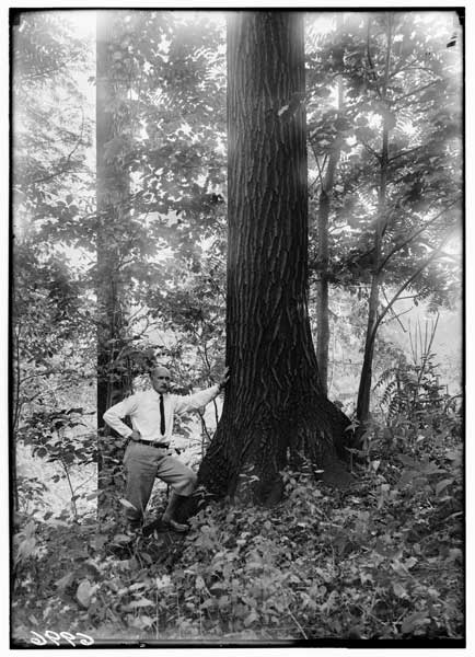 Quercus borealis, trunk.  Dr. Graves standing.