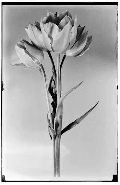 Tulip.  Single early "Le Reve" with four flowers on stalk-fasciation.