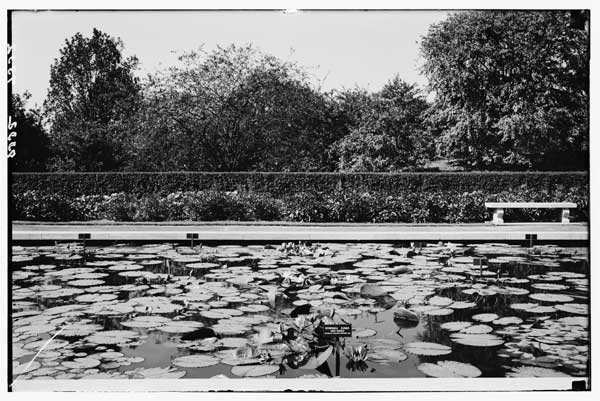 Lily Pool, Tropical.
View facing east, 1930