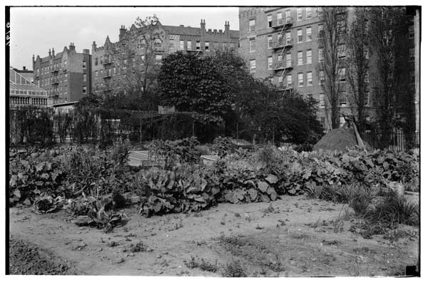 Brassica.  1930 plot-Experimental grounds.