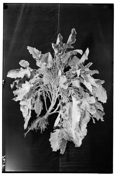 Brassica.  Thousand-headed Kale.  Sutton.