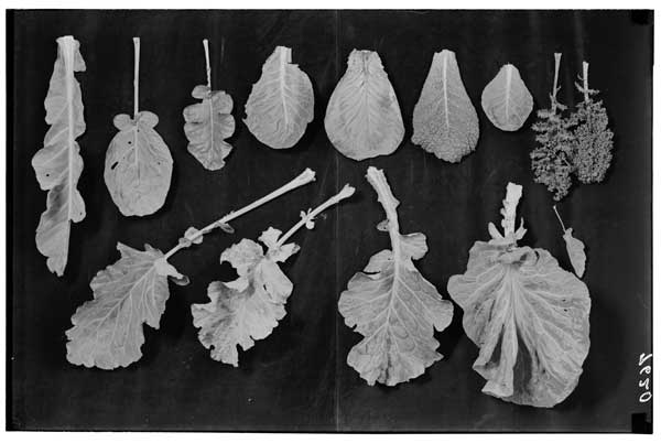 Brassica-9 leaves.  Row 1Cauliflower(S); B sprouts (S); spr. broccoli (H); green cabbage (S); conical type (S); red cabbage (H); Savoy (S); rosette kale (S); German brown kale (H); scotch kale (H).