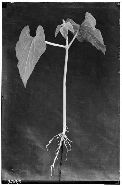 Phaseolus vulgaris.  Entire plant, seedling.