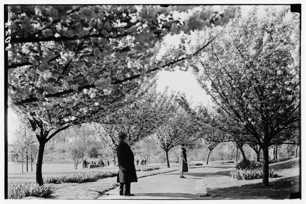 Cherry Walk.  Facing south from north end.