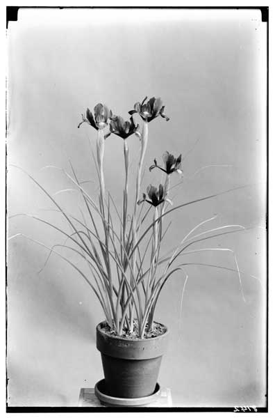 Iris hollandica.
Dutch Iris - Thunderbolt.