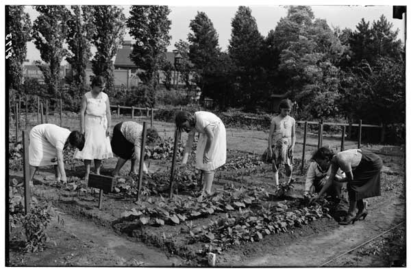 Children's Garden.
Garden of Young Defenders League, P.S. 80 at work, 1932.  (Miss Roberts, teacher)- Miss Jenkins in charge.