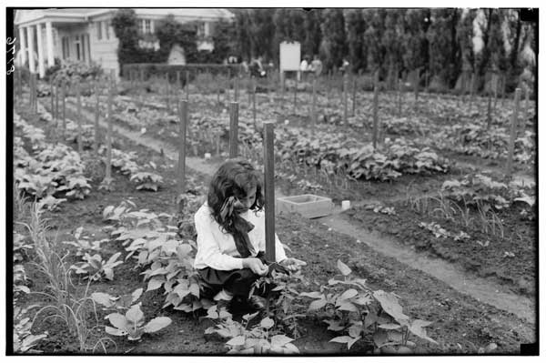 Children's Garden.
Tomatoes, staking of, by Metika Ginsberg, 1932.