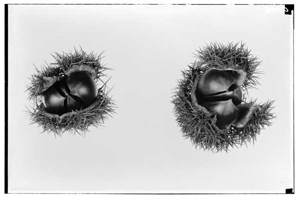 Castanea dentata & C. crenata.  Hybrid nuts; the result of crossing Castanea dentata & c. crenata.  (Smith's tree, Oyster bay, L.I.)