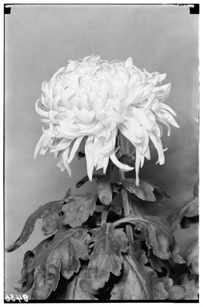 Chrysanthemum, "Reflex Pockett," flower of.