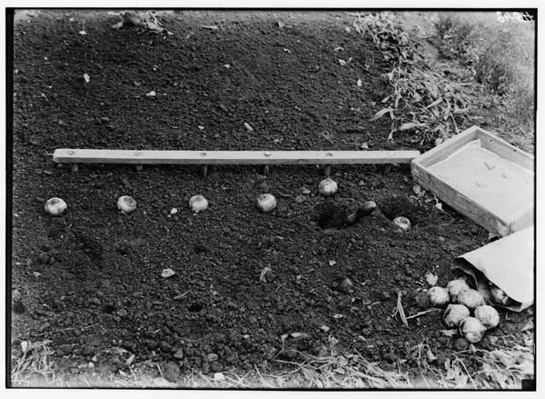 Bulb-planting.  Marker for spacing.