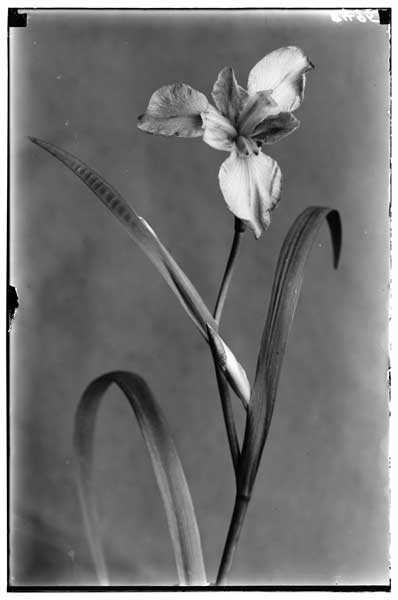 Iris - Fulva Foliosa.
Pink.