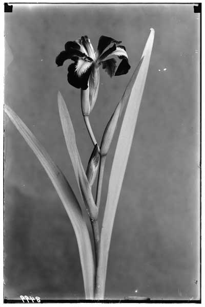Iris - Fulva Foliosa.
Small pur. and yellow.