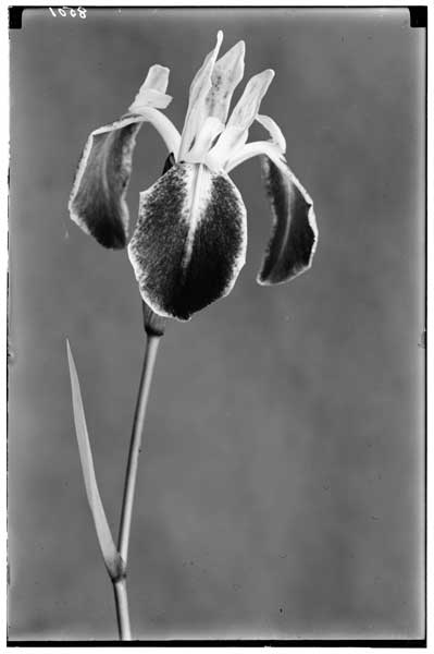 Iris laevigata var. albopurpurea.