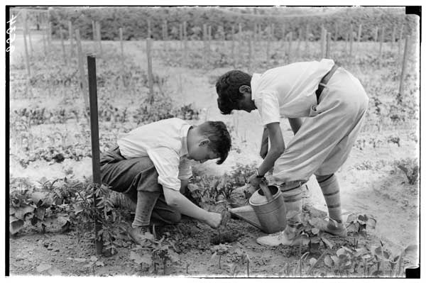 Children's Garden.
Transplanting tomatoes.
Left to right, DeForest Billyou, Bernard Tauber.