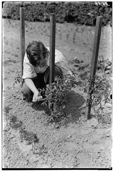 Children's Garden.
Garden operations.  Tying tomato plants.  DeForest Billyou.