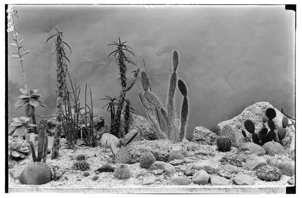 Cactus House #6.  Cactus group.
1. Echeveria metallica (BBG); 2. Opuntia subulata ('32 Bernhardt & '32 Manda); 3. Opuntia leptocaulis ('32 ibid); 4. Opuntia sp. (ibid); Con't.