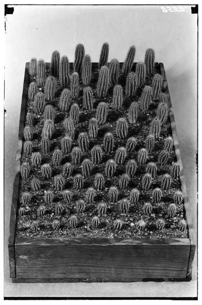 Cactus House #6.
Cereus spachianus.  Flat of seedlings, 1 1/2 - 2 1/2 yrs. old.