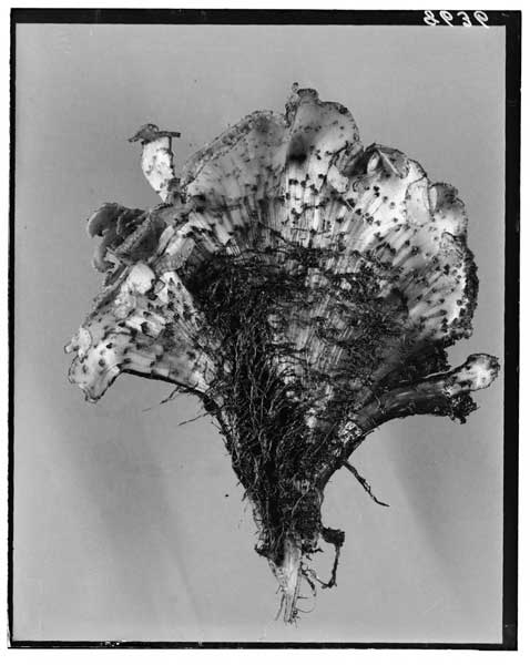 Chrysanthemum:  Fasciated, underground shoot of.  Dorsal view. (Fresh specimen).  Cf. Neg. 9771. (Herbarium specimen).