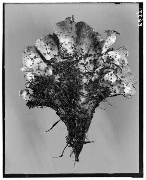 Chrysanthemum: Fasciated underground shoot of.  Ventral view.