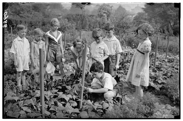 Children's Garden:
Tying up tomato plants.
Francis and Bernard McArdle,  Lillian Vandewater, Betty Sanders, Robert Peshkin, Jules Patricof, Eugene Kass (Kneeling), Violet Lerner.