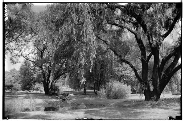 Willows along the Brook.  View facing north from Lower Boulder Bridge.  BBG 1935.