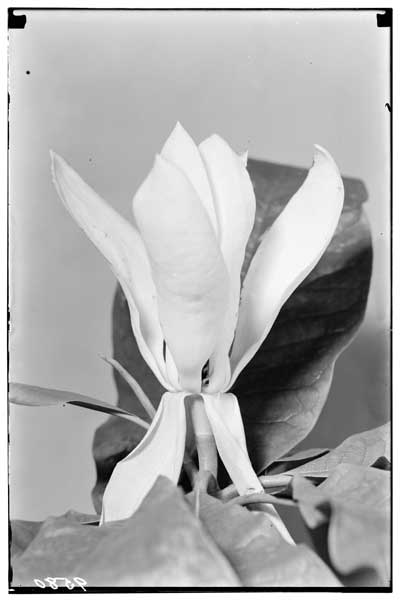 Magnolia tripetala.
Flr.