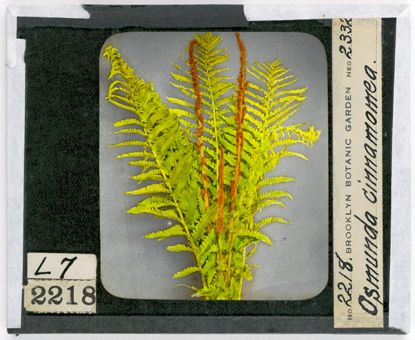 Fronds of plant