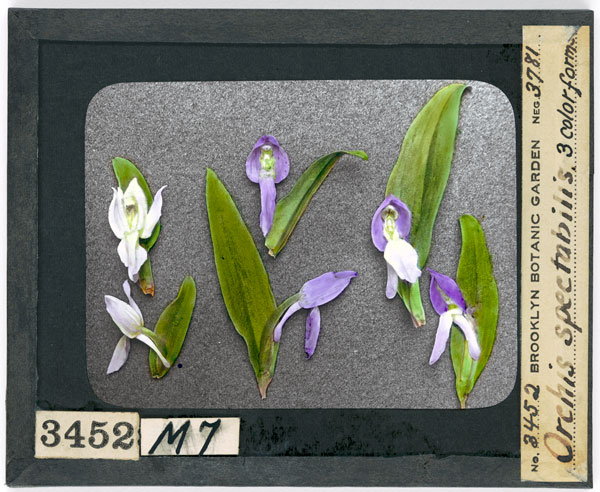Hand colored print, showing three forms of flower.