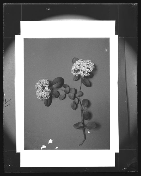 Viburnum prunifolium
