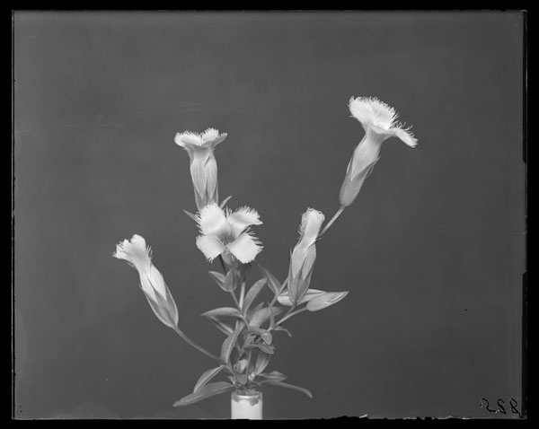 Gentiana crinita
Flowers