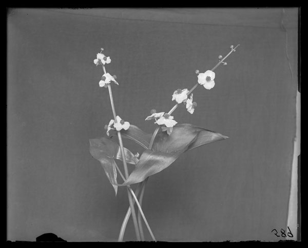 Sagittaria latifolia
Flowers