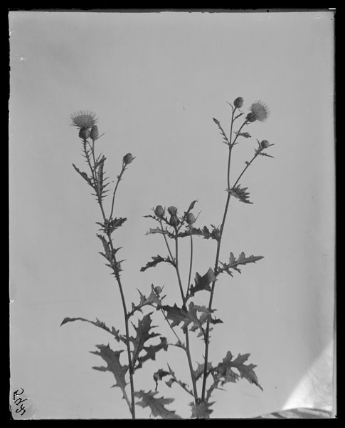 Cirsium muticum
Flowers