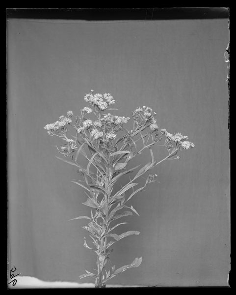 Vernonia noveboracensis
Flowers