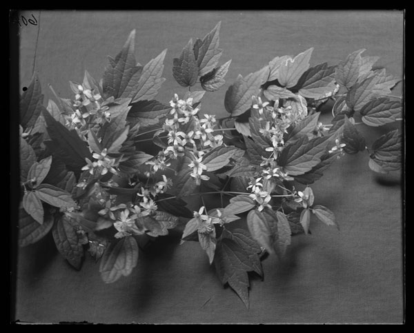 Clematis virginiana
Flowers