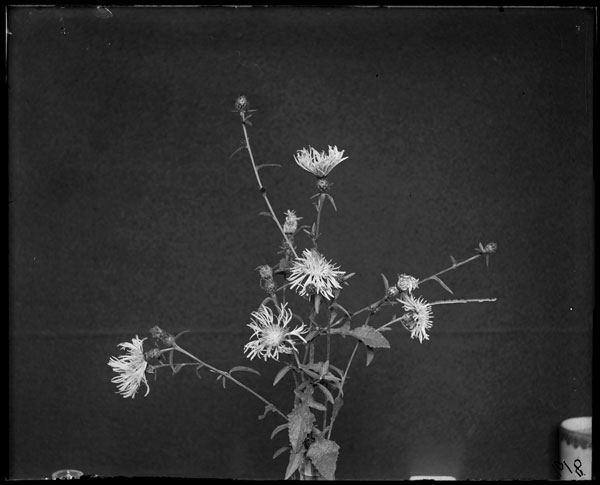 Centaurea nigia.
Flowers