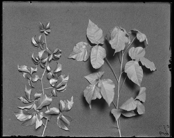 Parthenocissus quinquefolia and Rhus toxicodendron.
Leaf Sprays