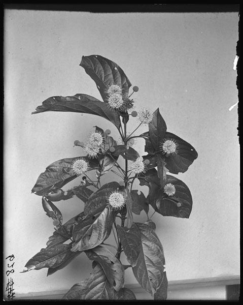 Cephalanthus occidentalis.
Flowers