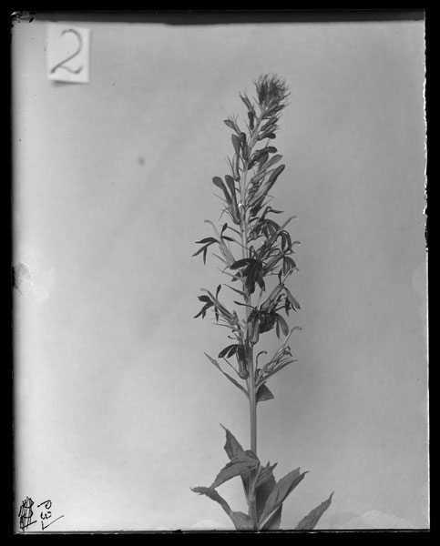 Lobelia cardinalis.
Flowers